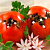 Фаршированные помидоры (6)