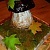 Торт «Осень — грибная пора»